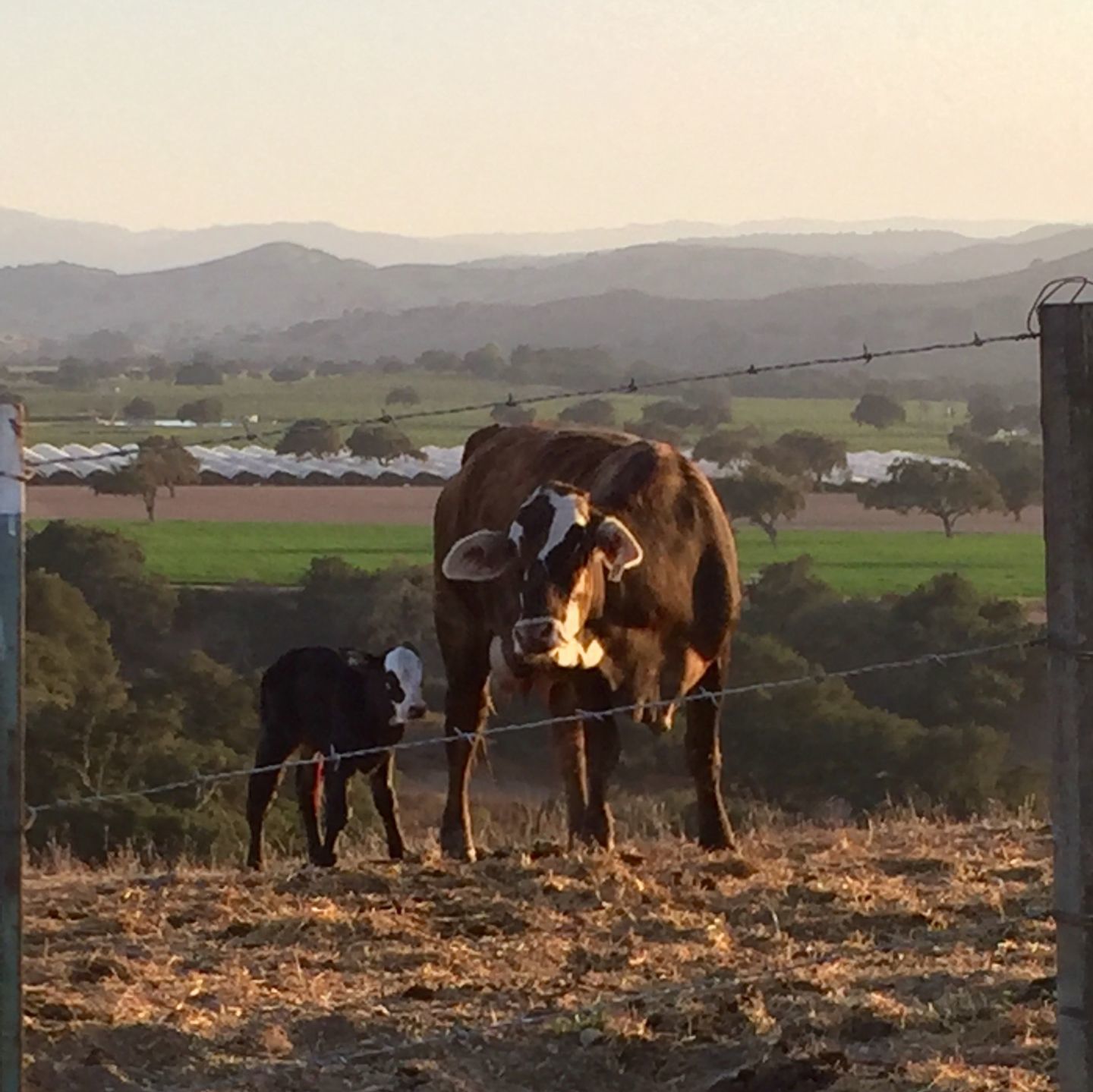 Ingrid Wolff - Calf and Mama Cow.jpg